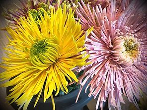 Nahaufnahme von Beetpflanzen