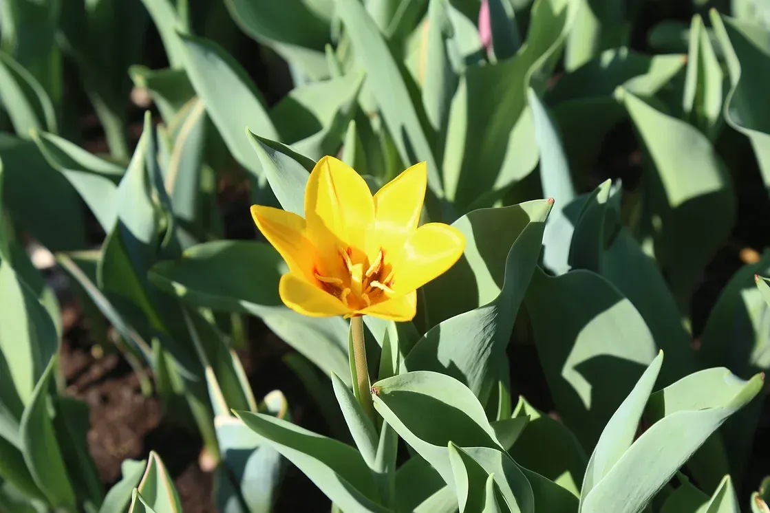 Nahaufnahme einer Frühlings-Blüte