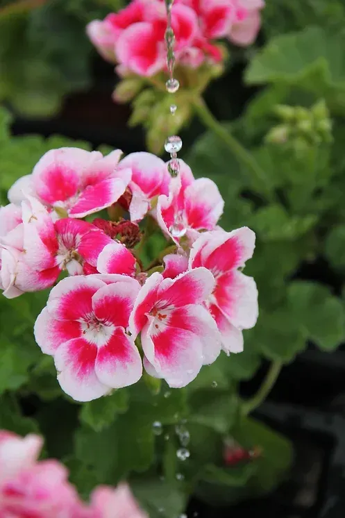 Nahaufnahme von Geranien