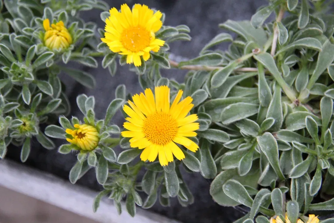 Nahaufnahme von gelben Blumen