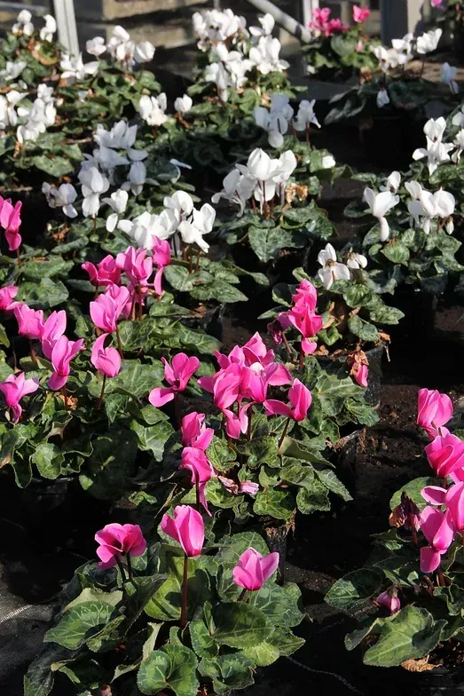 Beet mit Alpenveilchen