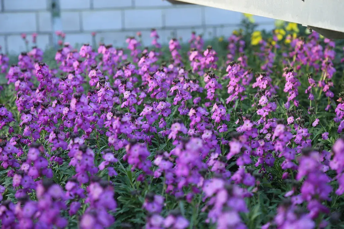 Beet mit lila Blumen