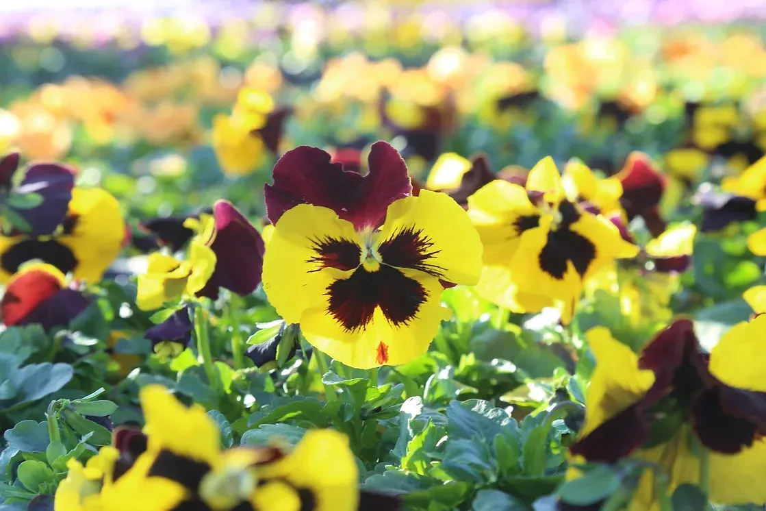 Stiefmütterchen zum anpflanzen