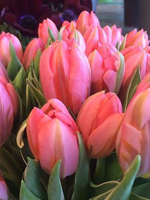 Nahaufnahme von Tulpen