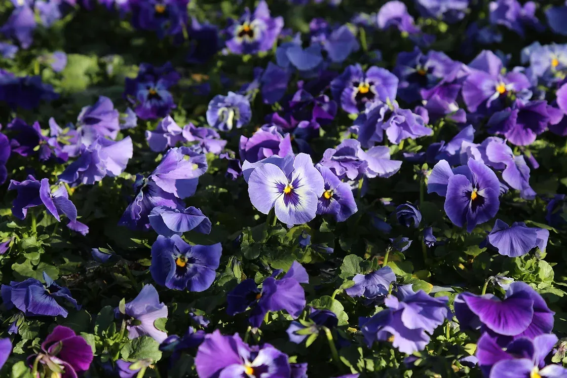 Stiefmütterchen als Balkonpflanze