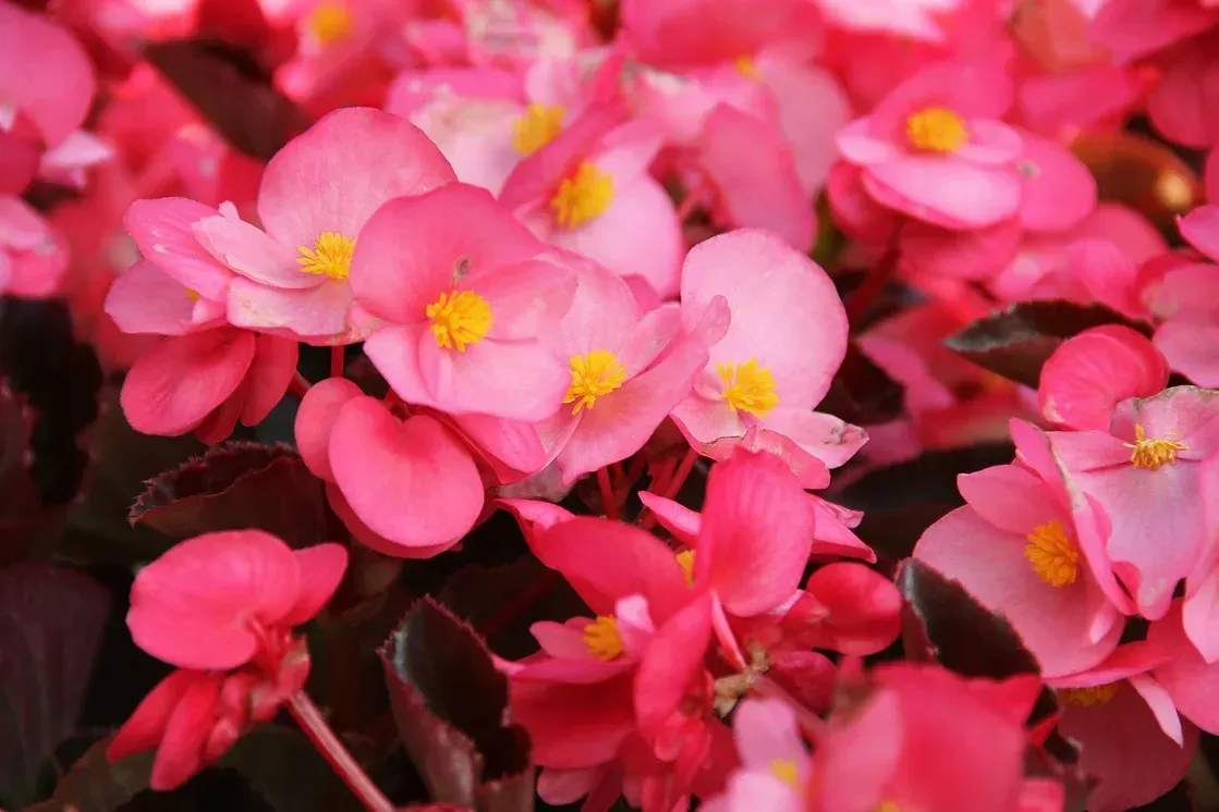 Nahaufnahme von Beetblumen