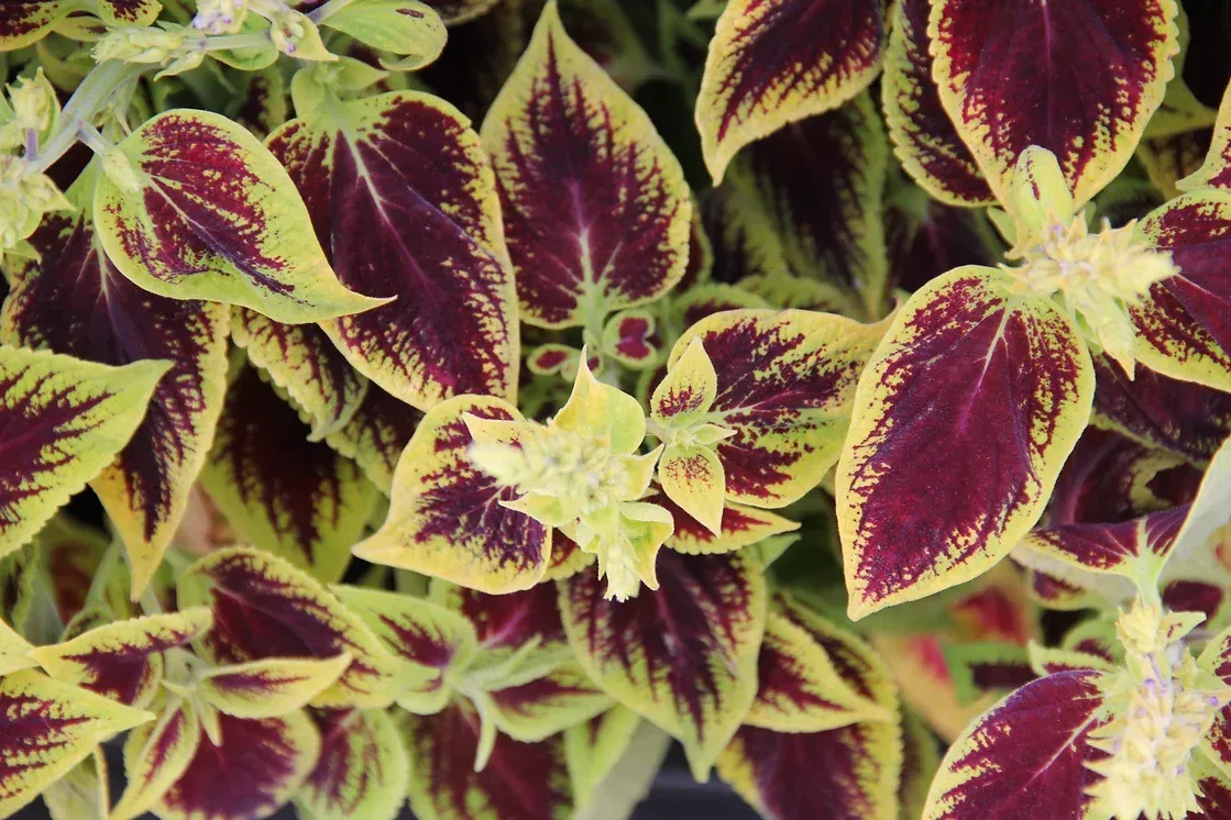 Grünpflanzen als Zimmerpflanzen