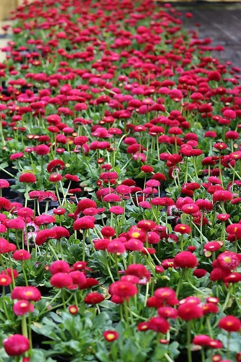 Beet mit roten Blumen