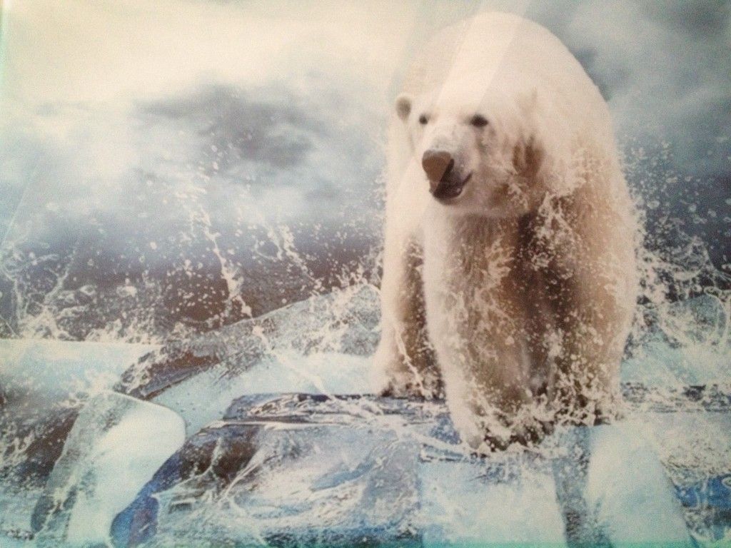 Verre imprimé, ours