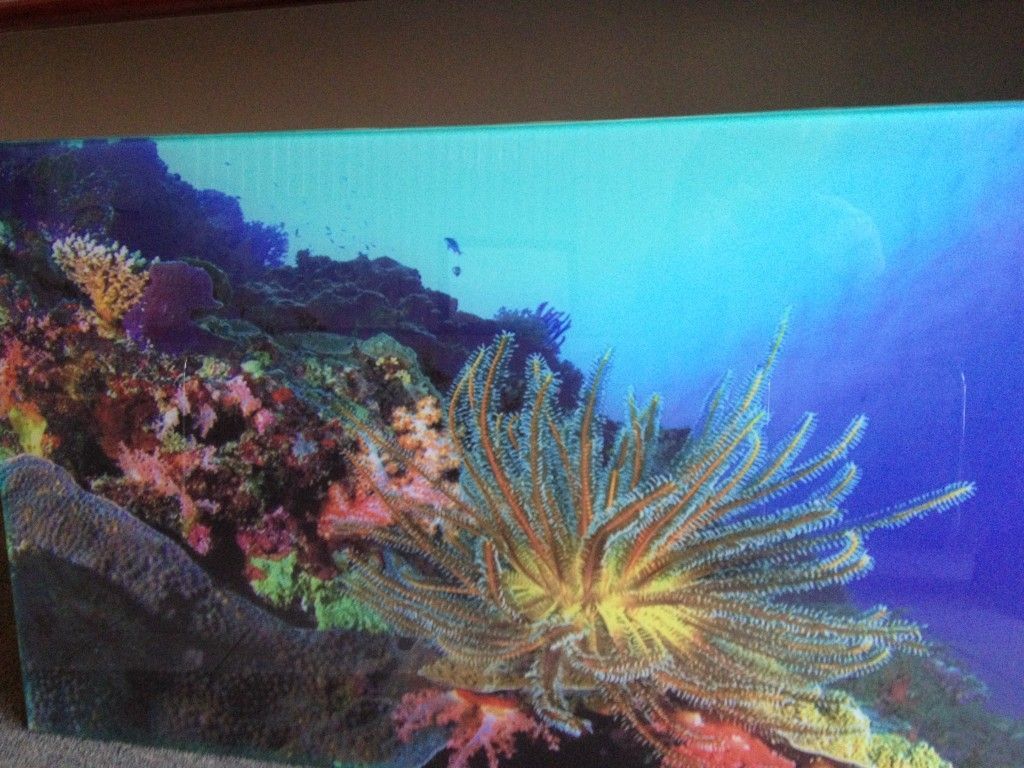 Verre imprimé, motifs aquarium