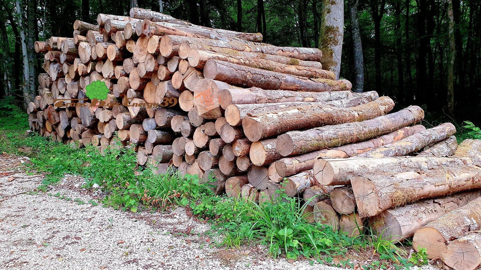 Tas de bûches coupées empilées près d'un chemin de gravier.