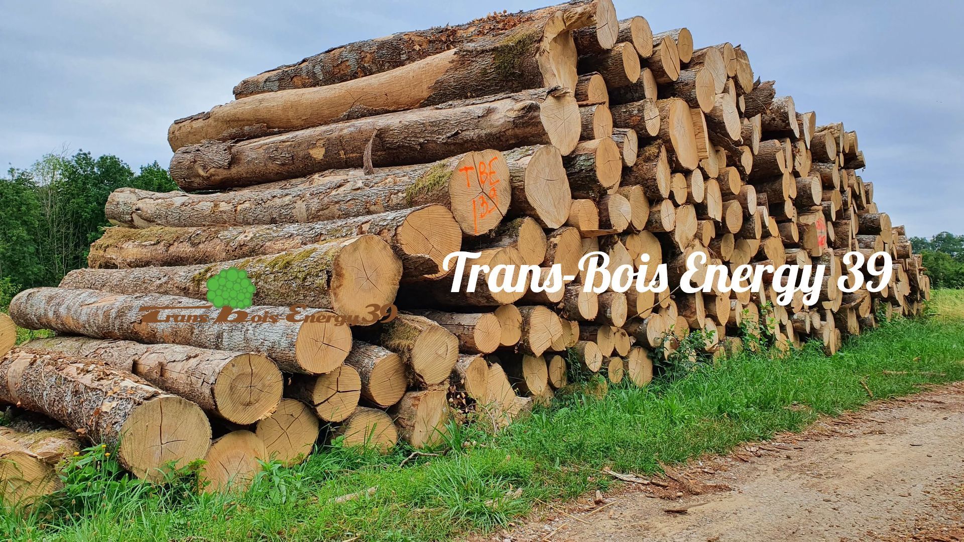 Tas de trons d'arbres