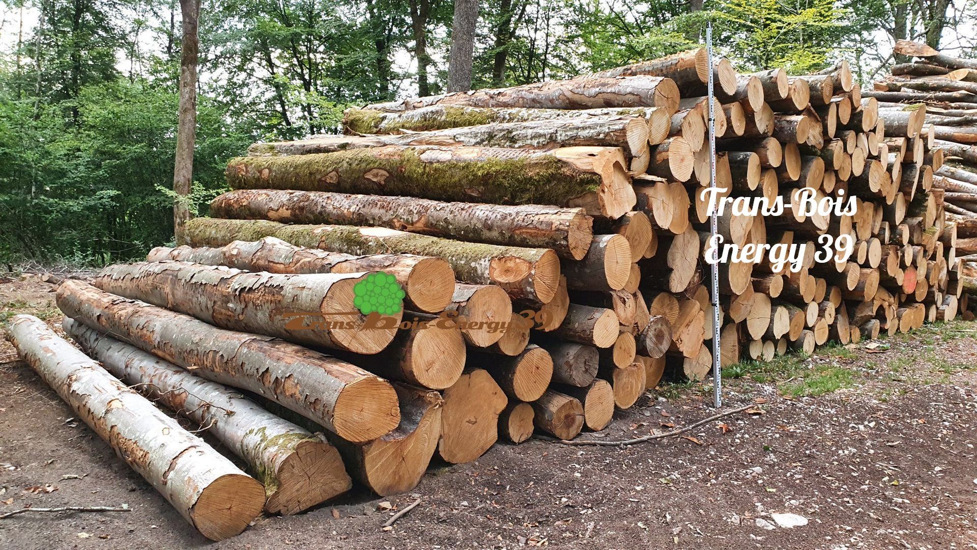 Pile de bûches fraîchement coupées dans un décor forestier.
