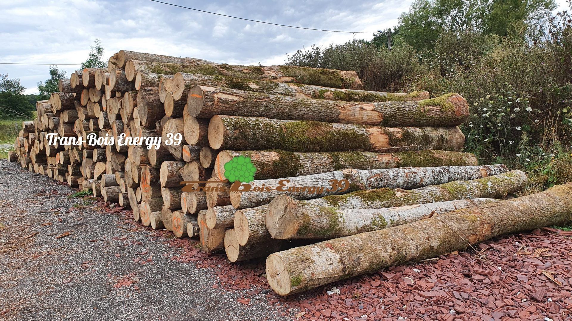 Tas de bûches fraîchement coupées sur un chemin de gravier.