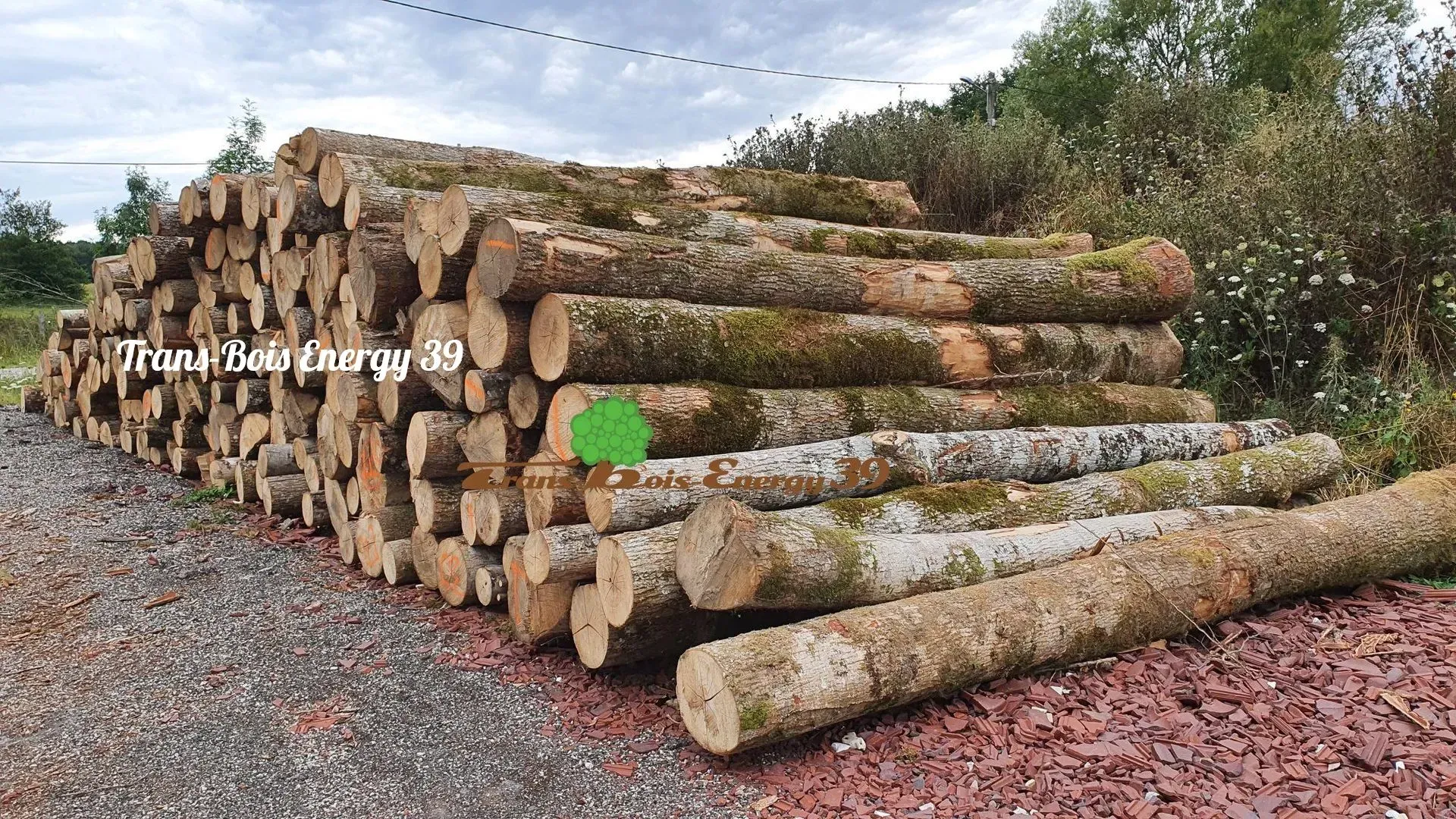 Troncs d'arbres entreposés