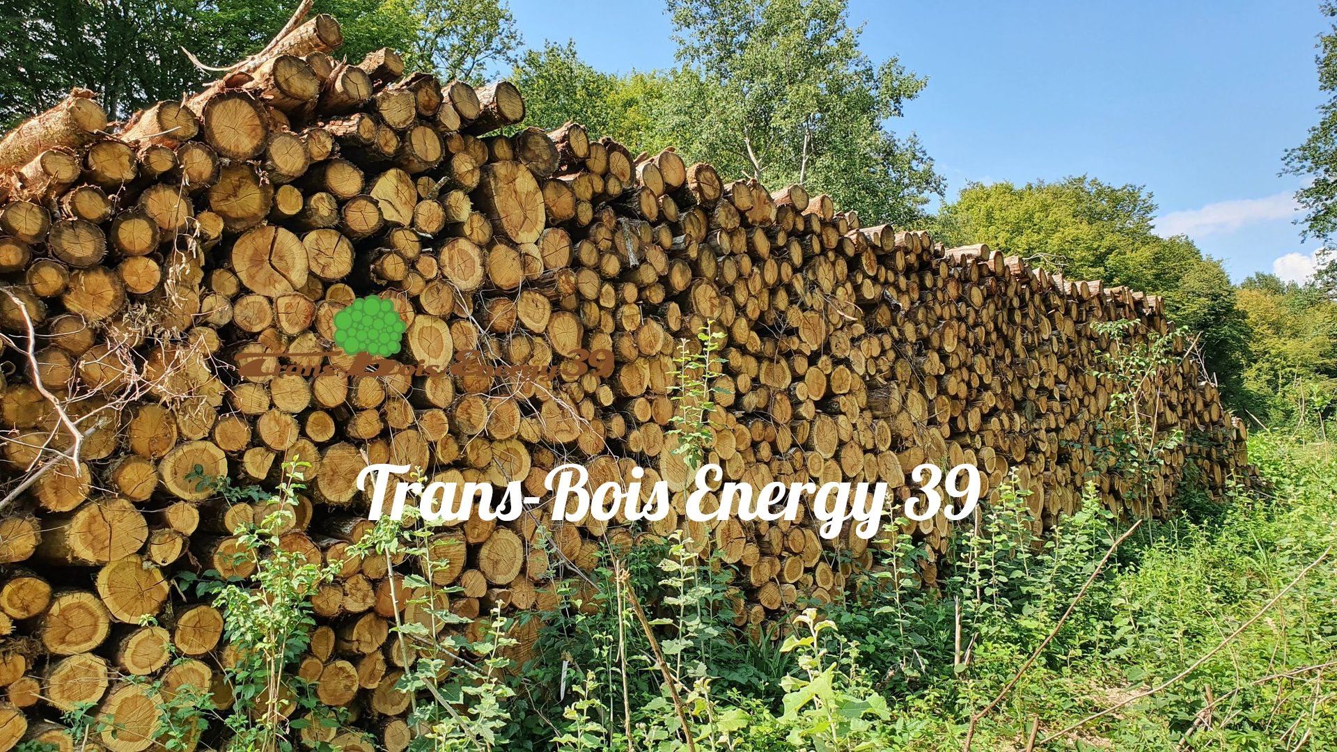 Pile de billes de bois coupées.