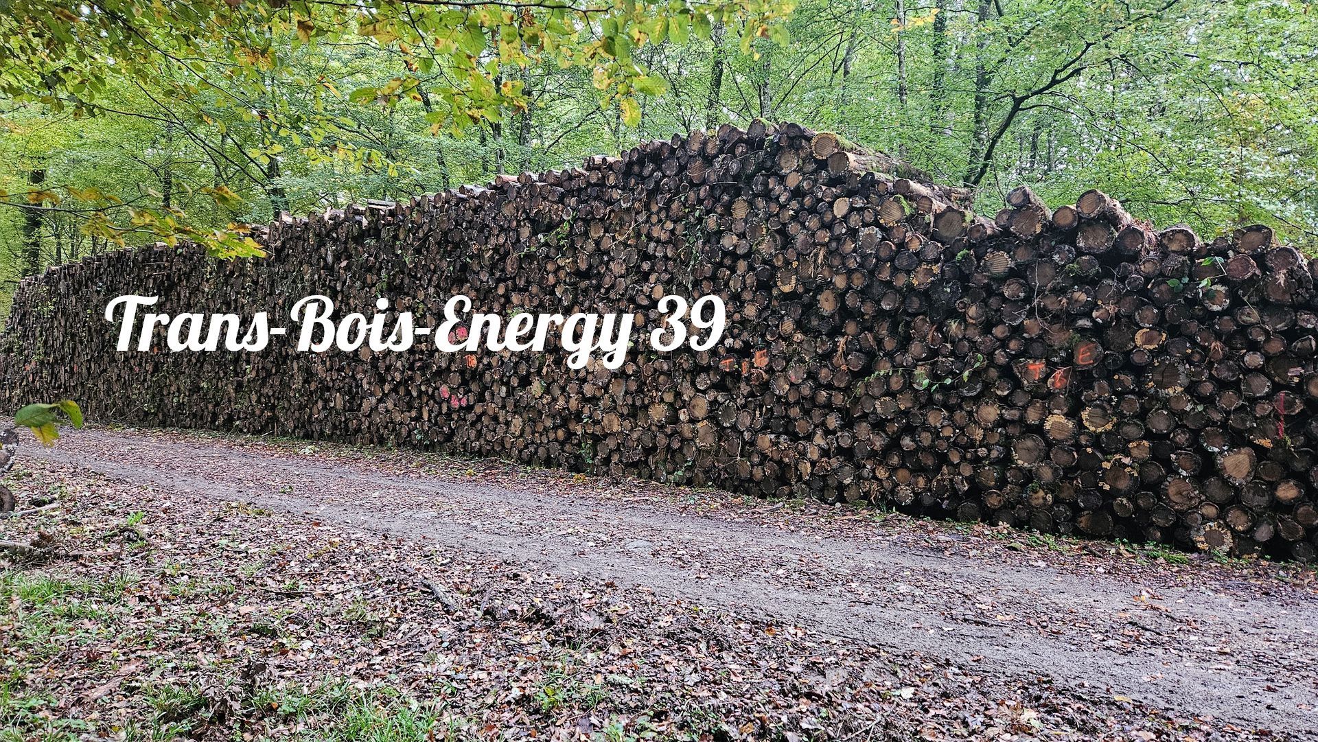 Tas de bois de chauffage dans les bois.
