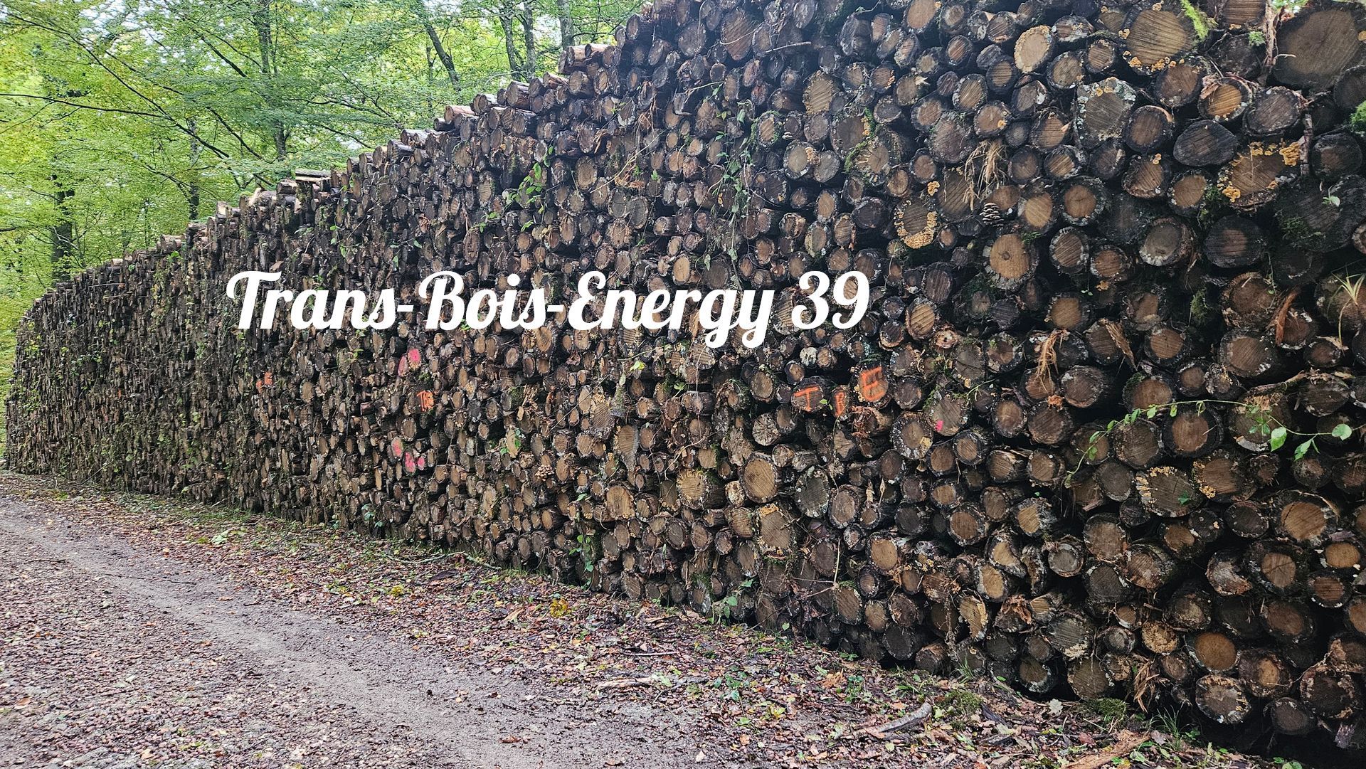 Tas de bois de chauffage empilé le long d'un chemin boueux en forêt.