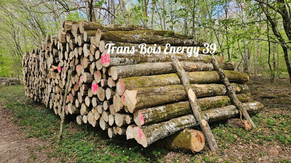 Tas de billes de bois coupées en milieu forestier.