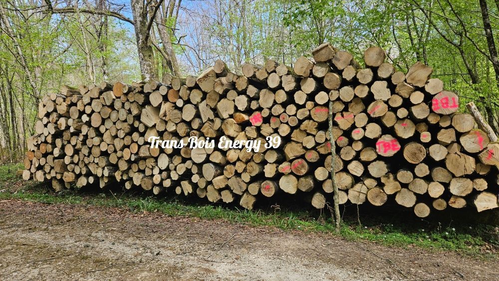 Tas de rondins de bois coupés dans une forêt, par terre.