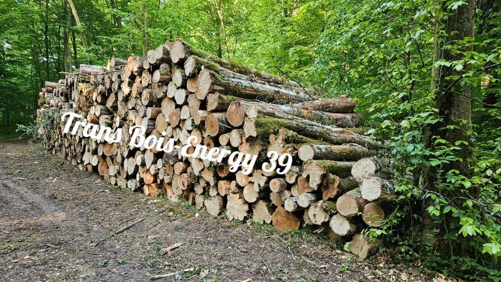 Pile de bûches empilées dans la forêt.