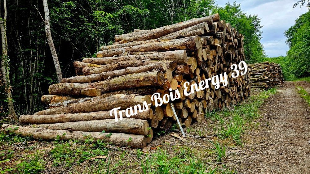 Des bûches empilées le long d'un chemin de terre dans une forêt.