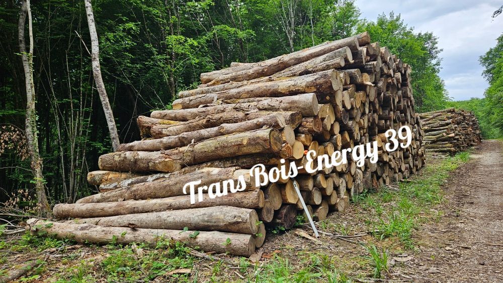 Tas de billes de bois fraîchement coupées dans la forêt.
