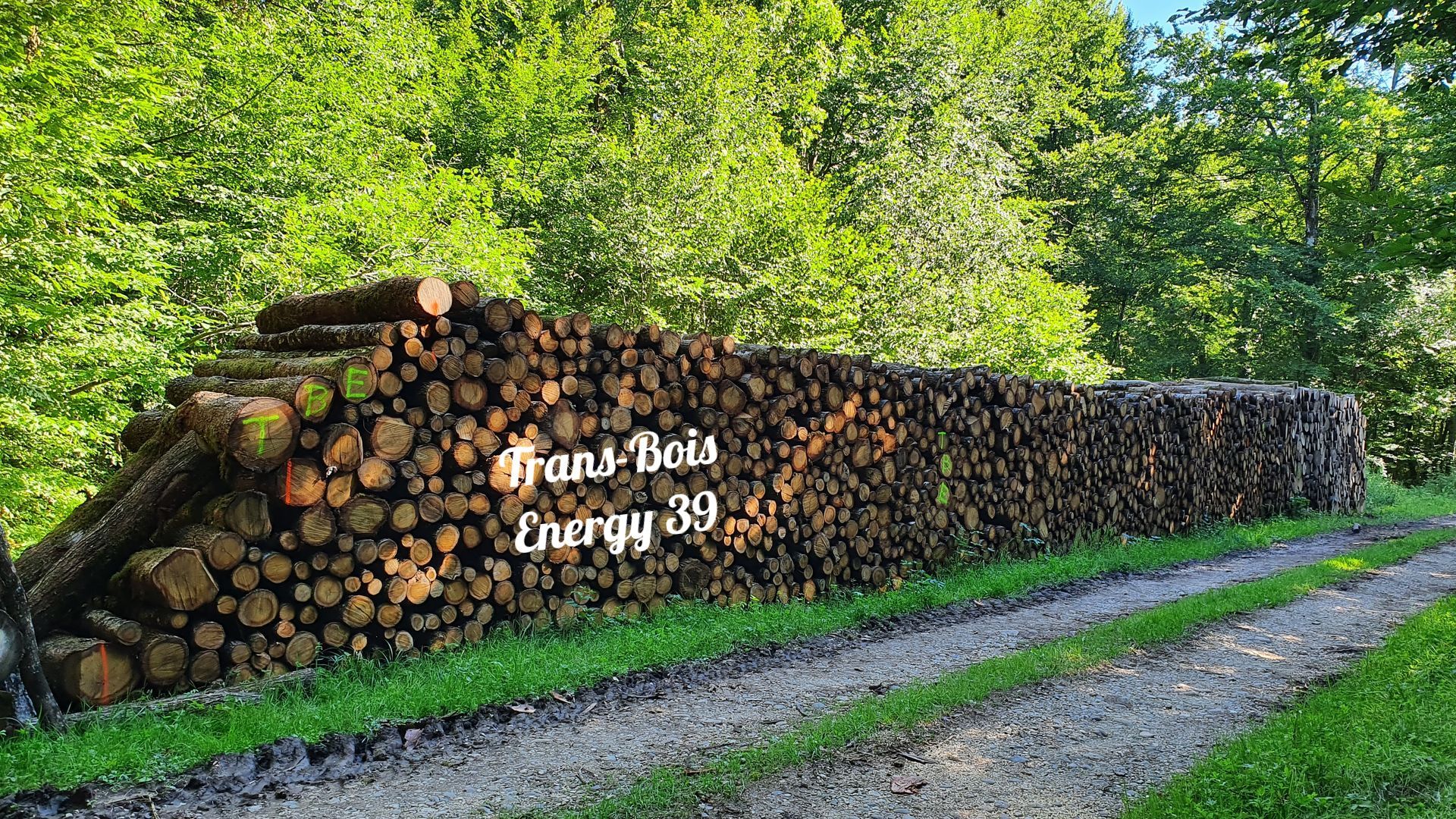 Pile de bûches de bois près d'un chemin dans une zone boisée.
