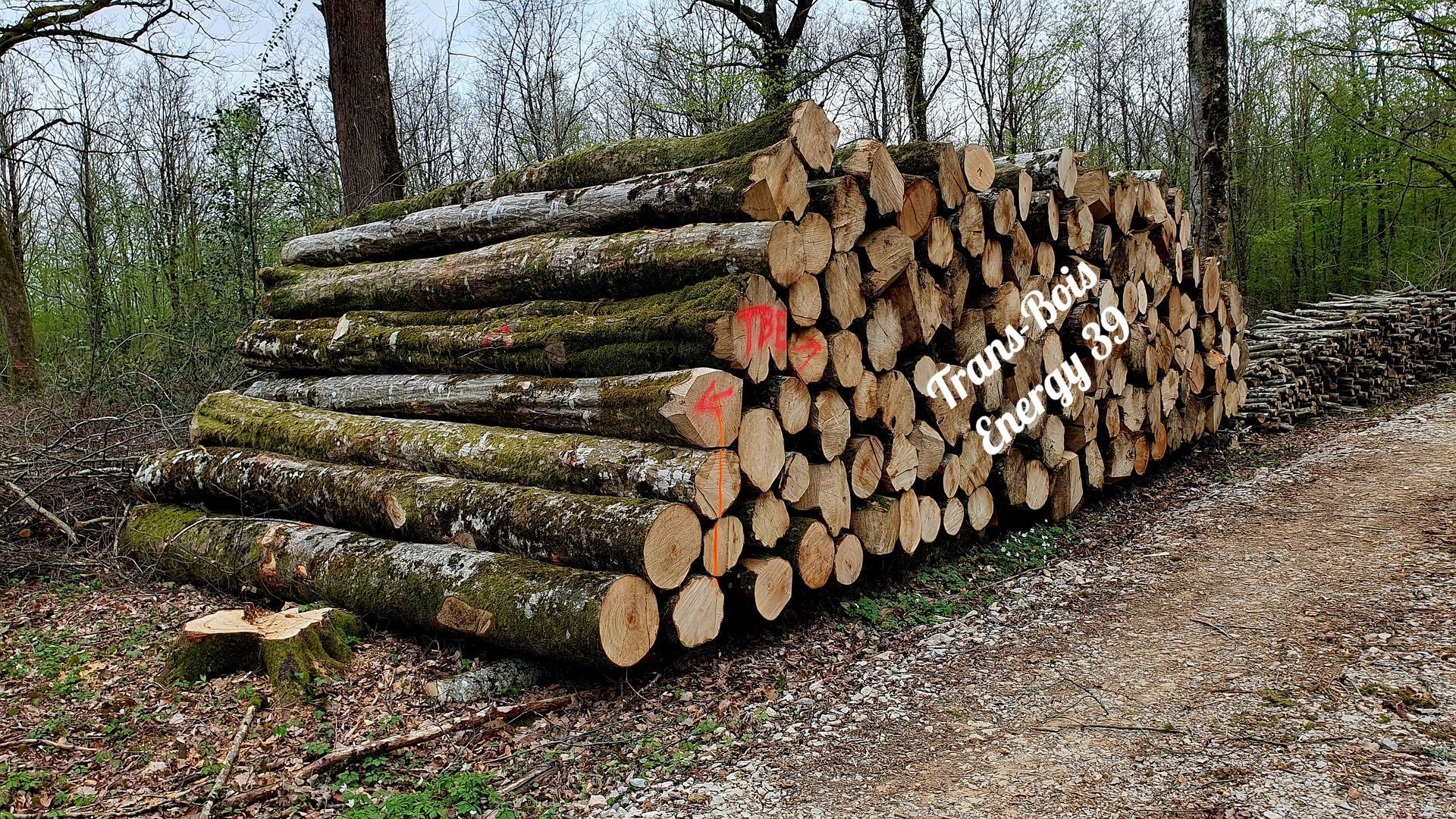Tas de bûches fraîchement coupées dans une forêt pour la production d'énergie.