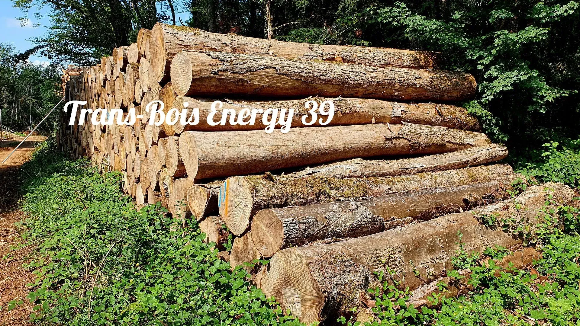 Troncs d'arbres pour bois de chauffage