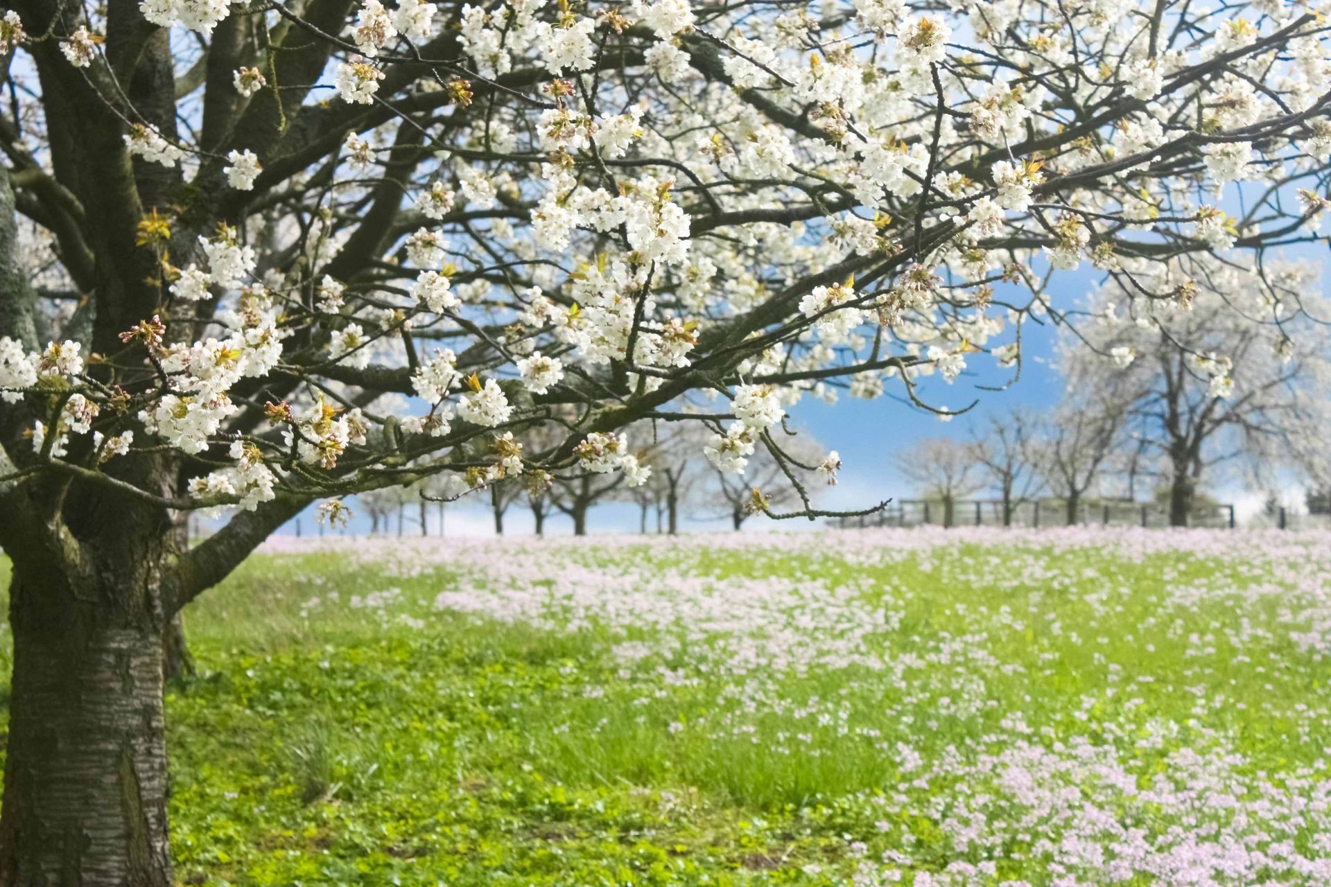 Gartenpflege - Schafhausen im Emmental - Scheidegger Gartenbau GmbH