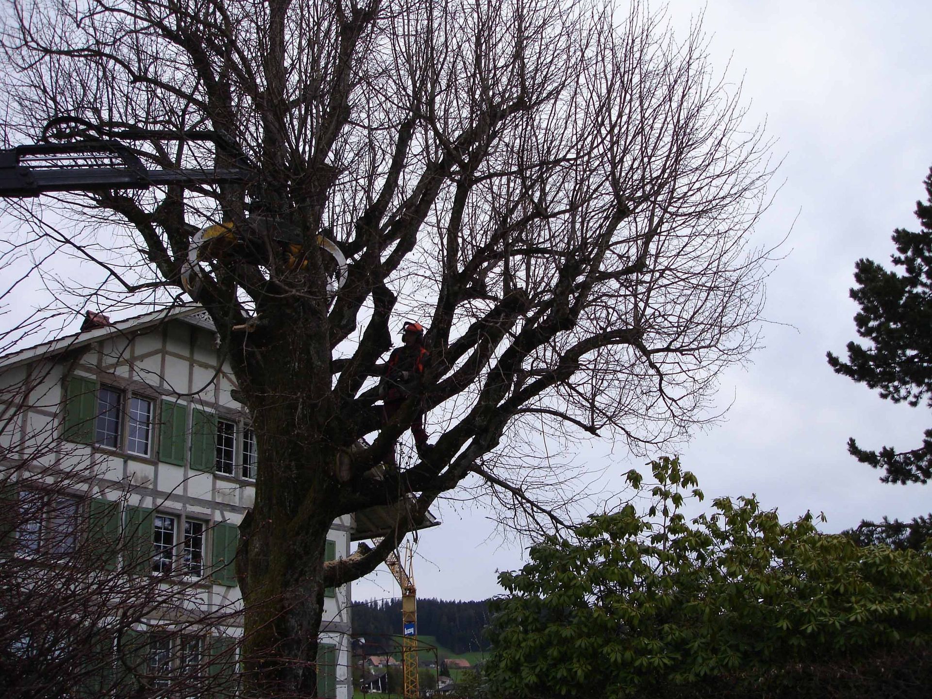 Obstbaumpflege - Schafhausen im Emmental - Scheidegger Gartenbau GmbH