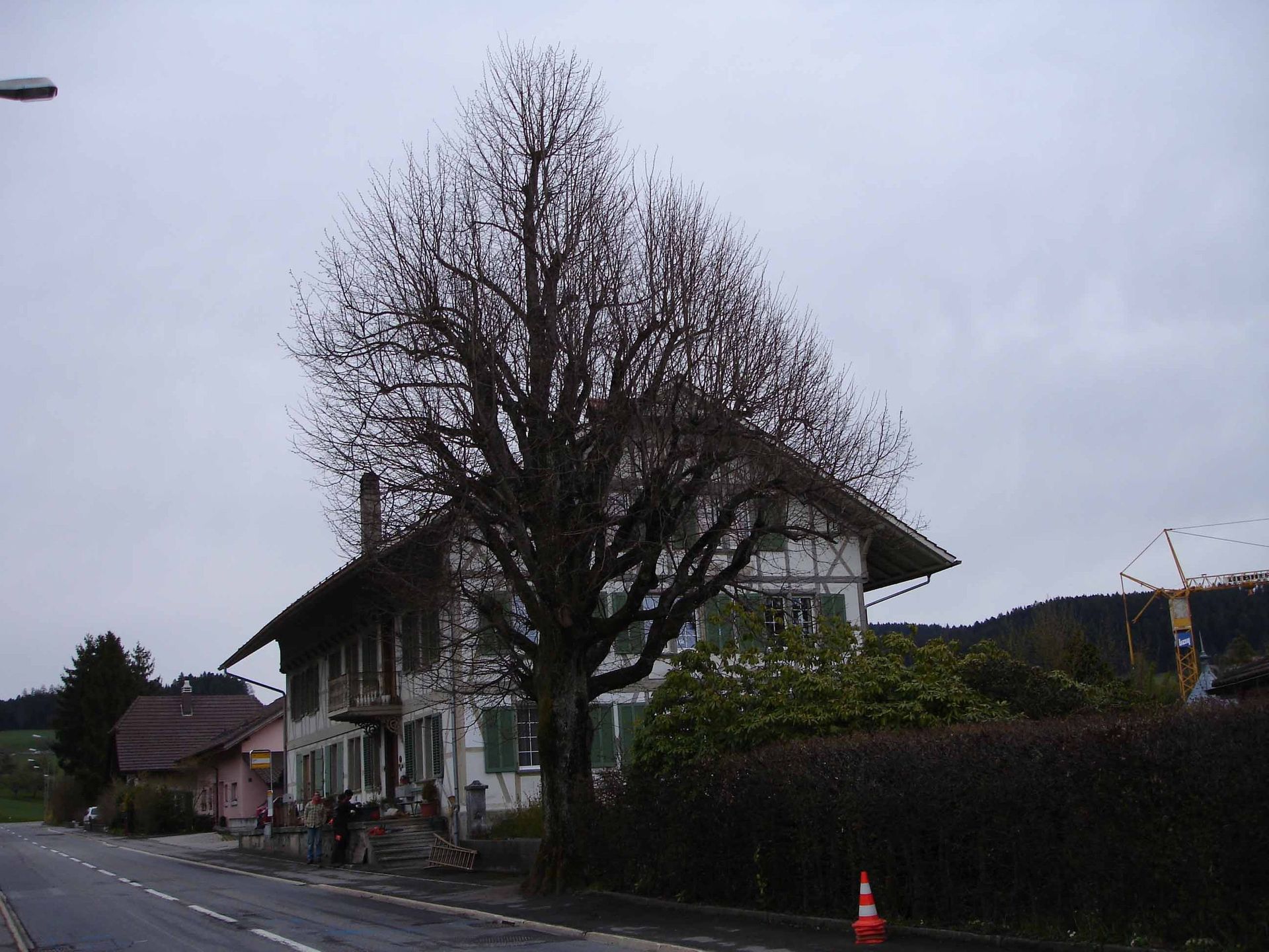 Obstbaumpflege - Schafhausen im Emmental - Scheidegger Gartenbau GmbH