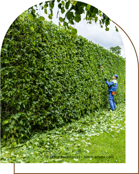 Ein Mann schneidet eine Hecke mit einer Kettensäge, Karl Müller Garten- und Landschaftsbau