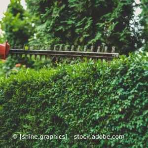 Eine Person schneidet eine Hecke mit einer Heckenschere. Karl Müller Garten- und Landschaftsbau
