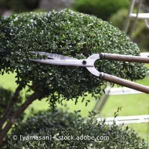 Eine Person schneidet einen Busch mit einer Schere. Karl Müller Garten- und Landschaftsbau
