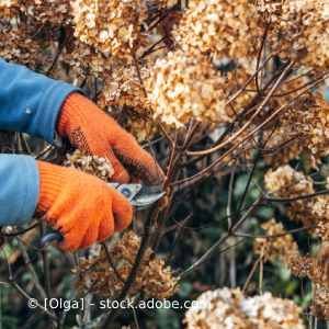 Eine Person schneidet einen Busch mit einer Schere. Karl Müller Garten- und Landschaftsbau