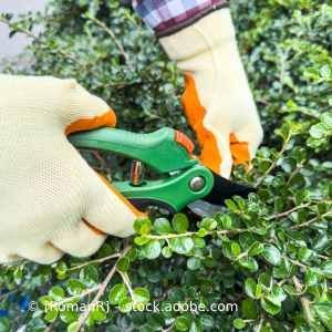 Eine Person schneidet einen Busch mit einer Schere. Karl Müller Garten- und Landschaftsbau
