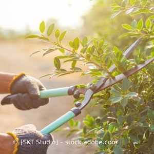 Eine Person schneidet einen Busch mit einer Schere. Karl Müller Garten- und Landschaftsbau