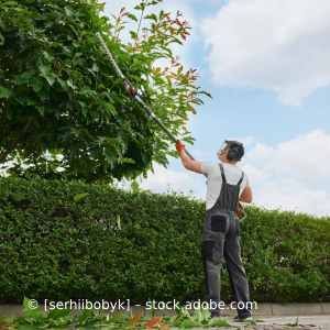 Ein Mann fällt mit einer Heckenschere einen Baum. Karl Müller Garten- und Landschaftsbau