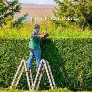 Ein Mann steht auf einer Leiter und schneidet eine Hecke. Karl Müller Garten- und Landschaftsbau