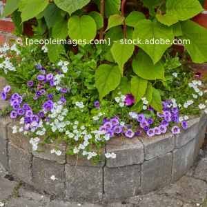 Ein Blumentopf voller violetter und weißer Blumen und grüner Blätter. Karl Müller Garten- und Landschaftsbau