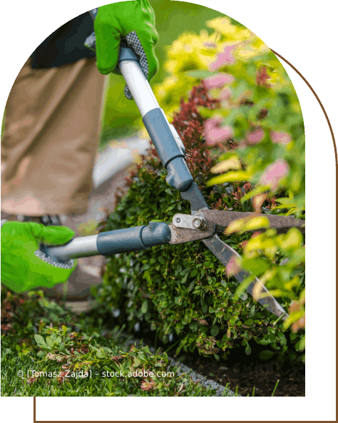 Eine Person schneidet einen Busch mit einer Schere. Karl Müller Garten- und Landschaftsbau