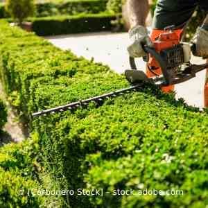 Ein Mann schneidet mit einer Kettensäge eine Hecke. Karl Müller Garten- und Landschaftsbau