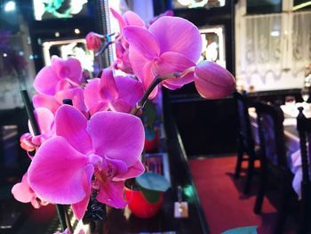 Orchideen - Restaurant Tai Yien
