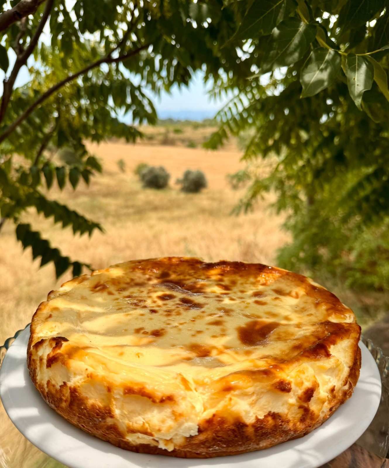 Tarta de queso en un plato blanco enmarcada por hojas, con un campo iluminado por el sol al fondo.