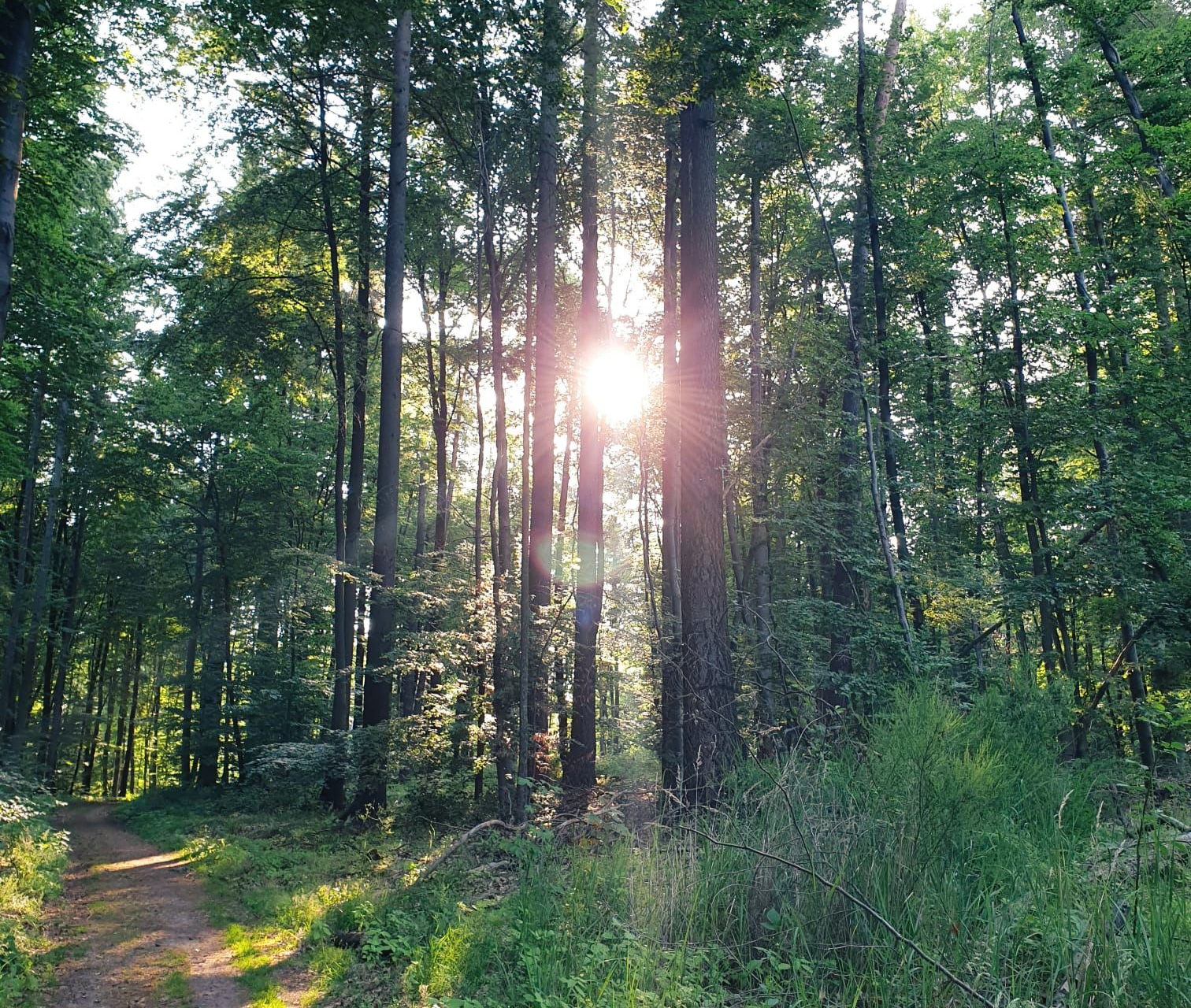 Sonnenlicht strömt durch die Bäume eines Waldes und erhellt einen Pfad und üppiges Grün.