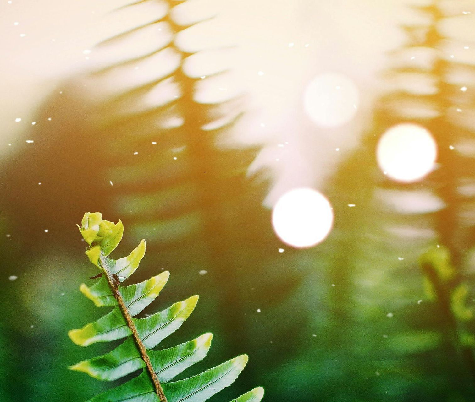 Eine Person hält eine kleine Pflanze in den Händen.