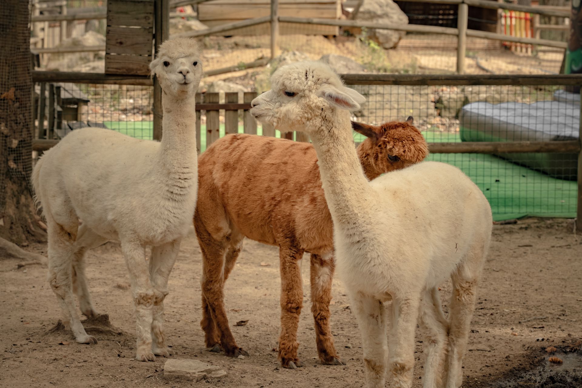 Trois alpagas dans un enclos ; deux blancs, un brun. Ils se tiennent debout, avec une clôture en bois et des arbres en arrière-plan.