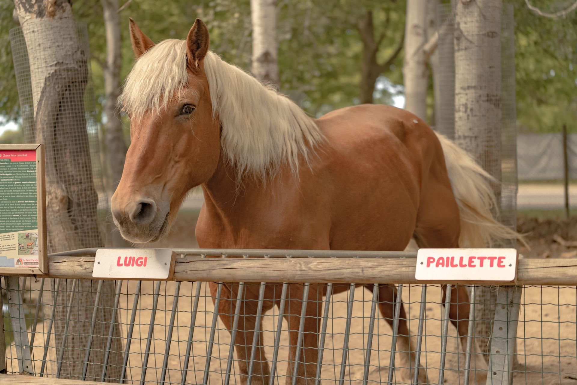 Cheval alezan à la crinière et à la queue blondes, derrière une clôture en bois avec des plaques nominatives.